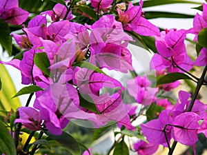 Pink BougainvilleaÃÂ flowers bloomed in plenty in my rooftop garden